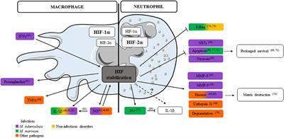 Neutrophils and Close Relatives in the Hypoxic Environment of the Tuberculous Granuloma: New Avenues for Host-Directed Therapies?